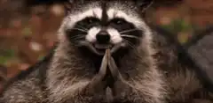 raccoon praying hands