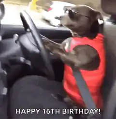 Dog driving car happy 16th birthday
