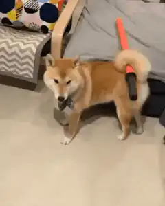 Shiba Inu with lightsaber on tail