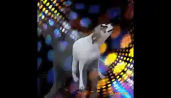 dog dancing on disco floor