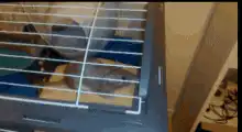 Mouse climbing cage bars