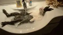 Rabbit relaxing in a bath