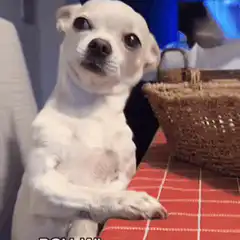 Chihuahua sitting with crossed arms