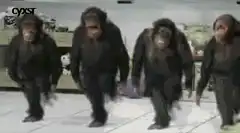 Four chimpanzees dancing in a room