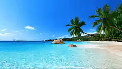 Tropical beach with palm trees and clear blue water