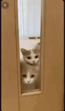 Three cats peeking through door window