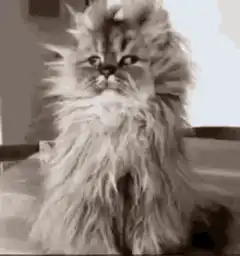 Fluffy cat looking confused