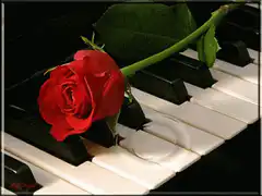 Red rose on piano keys with water ripple