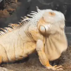 Iguana shaking its head