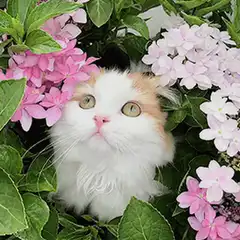 Fluffy cat in pink hydrangeas