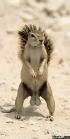 Squirrel standing on hind legs