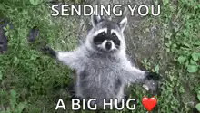 Raccoon sending a big hug