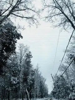 snowy forest road with power lines
