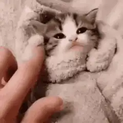 Kitten in blanket gets cheek poked