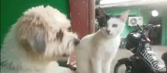 dog and cat sitting together