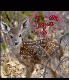 Fawn of Love