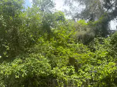 Green trees swaying in the wind