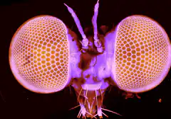 Close-up of a fly's head