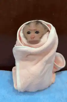 baby monkey wrapped in towel