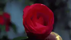 Red rose blooming in reverse