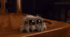 Cute fuzzy spider with big eyes