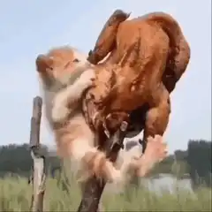 kitten hugging roasted chicken
