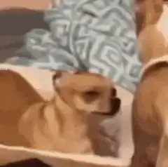 chihuahua head tilt and zoom