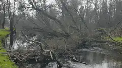 Rain falling on a fallen tree in a river