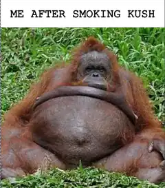 Orangutan after smoking kush