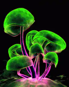 glowing psychedelic mushrooms