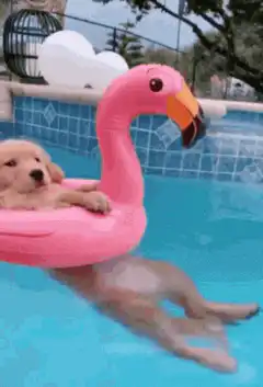 Golden Retriever Puppy on Pink Flamingo Float