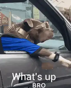 Dog in car with sunglasses What's up bro
