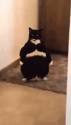fat cat laser eyes