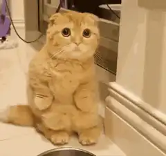 Orange cat scratching its head