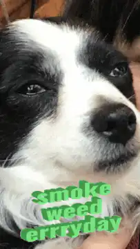 dog smoke weed erryday meme