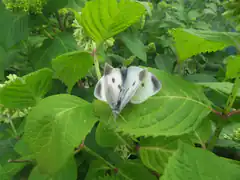 white butterfly on green leaf