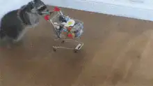 Raccoon pushing a tiny shopping cart
