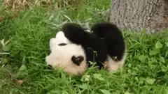 Cute panda cub rolling in grass