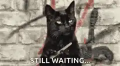 Black Cat Still Waiting