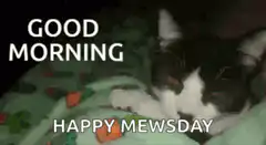Good Morning Happy Mewsday Cat Yawning