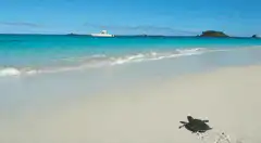 Turtle on a tropical beach