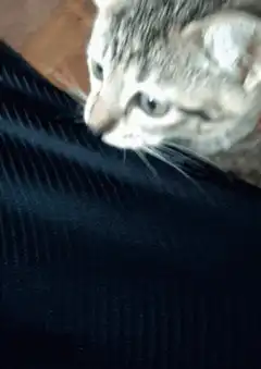 Cat peeking over edge