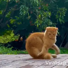 Orange cat scratching itself on a deck