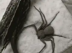 spider eating a moth