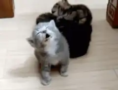 kitten falls over dramatically