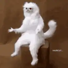 Shocked white cat after haircut