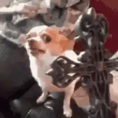 Chihuahua barking at a cross