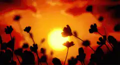 Silhouetted flowers against a glowing sunset