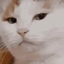 judgy cat face