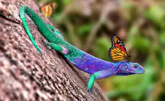 Colorful lizard with butterfly
